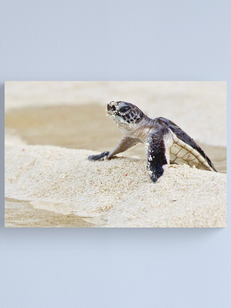 Alternate view of Baby green sea turtle Canvas Print