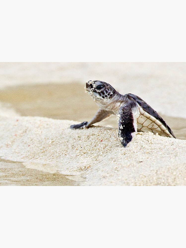 Baby green sea turtle by DavidWachenfeld
