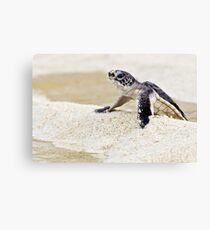 Baby green sea turtle Canvas Print
