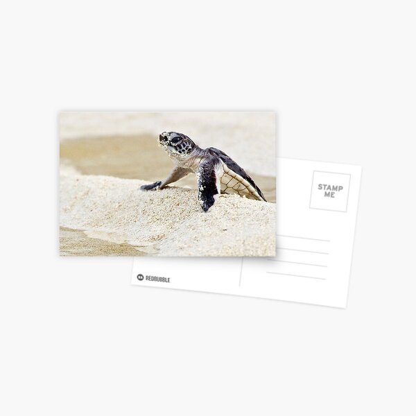 Baby green sea turtle Postcard