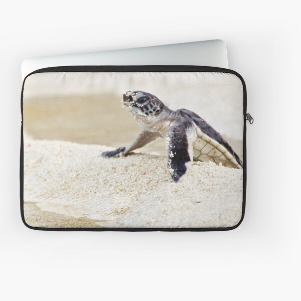 Baby green sea turtle Laptop Sleeve