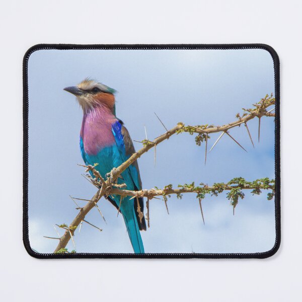Item preview, Lilac Breasted Roller Rainbow Bird, Thorny Acacia Tree designed and sold by SafariByMarisa.