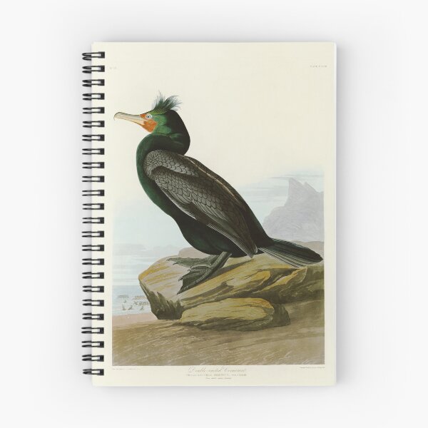Item preview, Double crested Cormorant - John James Audubon Birds of America designed and sold by Natural History Prints.