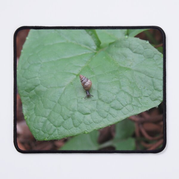 Item preview, Cochlicella barbara designed and sold by greentiger1.