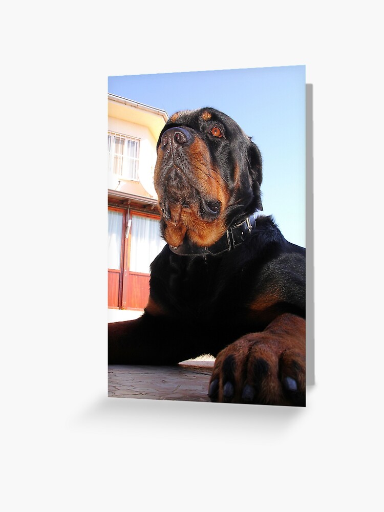 Photograph Portrait Of A Handsome Male Rottweiler Dog Greeting Card By Taiche Redbubble