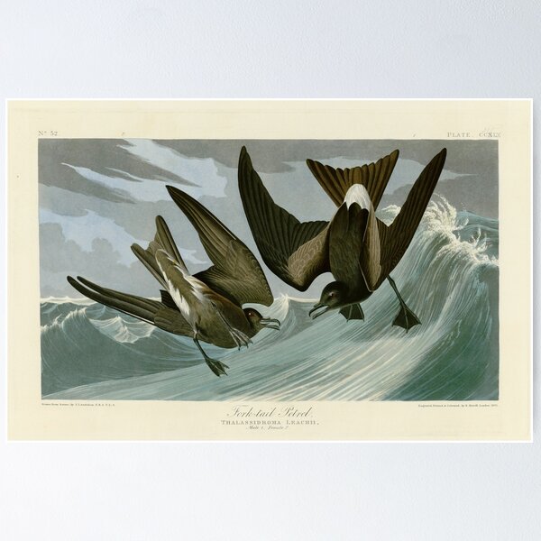 Item preview, Fork Tailed Storm Petrel by John James Audubon designed and sold by Natural History Prints.