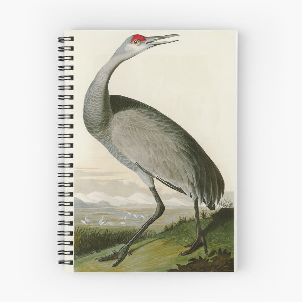 Item preview, Whooping Crane - John James Audubon Birds of America designed and sold by Natural History Prints.