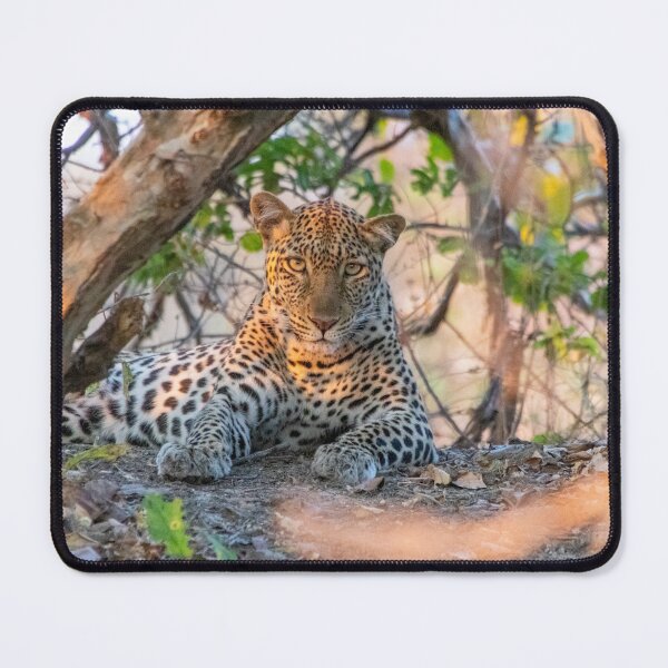 Item preview, Female leopard cat resting under a tree designed and sold by SafariByMarisa.