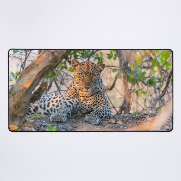 Item preview, Female leopard cat resting under a tree designed and sold by SafariByMarisa.