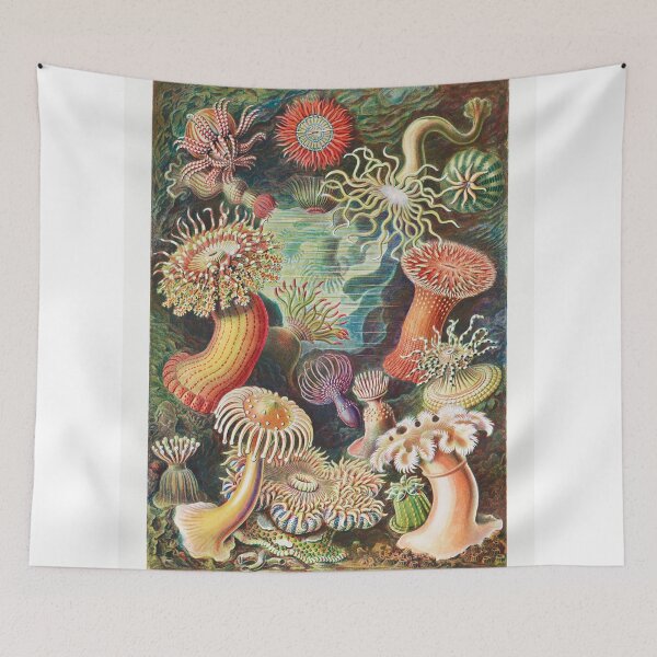 Item preview, Sea Anemone designed and sold by seacucumber.
