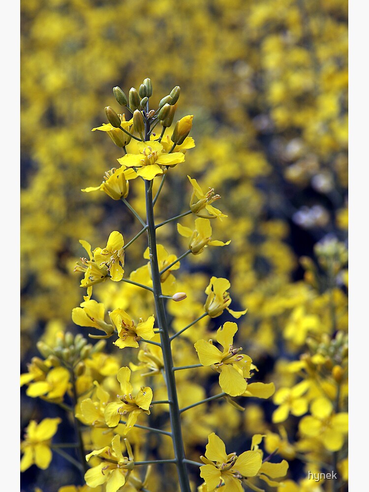 Yellow Sea #4 by hynek