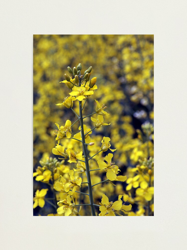 Alternate view of Yellow Sea #4 Photographic Print