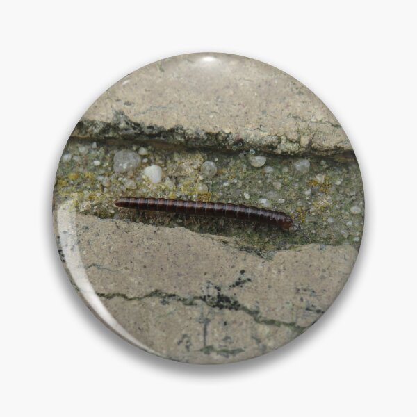 Item preview, Pogonosternum nigrovirgatum millipede designed and sold by greentiger1.