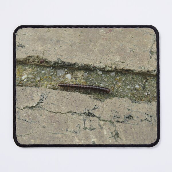 Item preview, Pogonosternum nigrovirgatum millipede designed and sold by greentiger1.