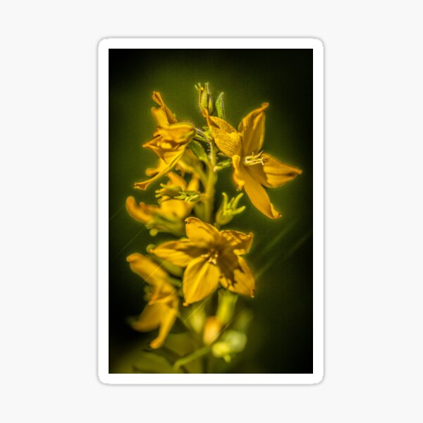Fleur du jardin no 2 Sticker