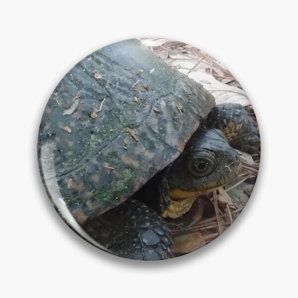 Item preview, Blandings Turtle designed and sold by OutDoorTherapy.