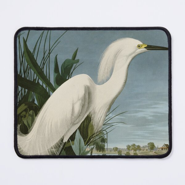 Item preview, Snowy Heron or White Egret by John James Audubon Birds of America designed and sold by Natural History Prints.