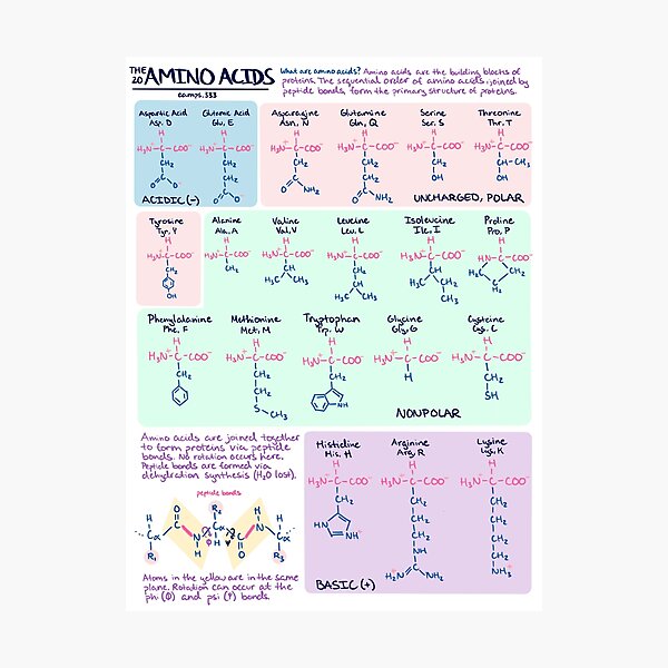 "The 20 Amino Acids" Photographic Print for Sale by EAA333 | Redbubble