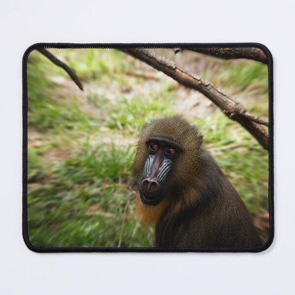 Item preview, Mandrill Monkey looks at Camera designed and sold by KbytesOfJax Outdoor and Nature.