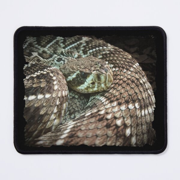 Item preview, Snake, Coiled Diamondback Rattlesnake designed and sold by Heathermarie321.