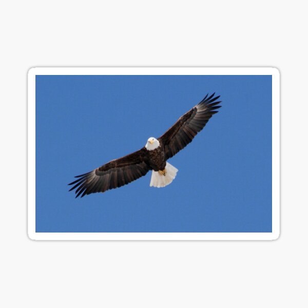 Bald Eagle Sticker