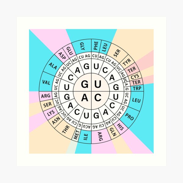"Codon Chart Code" Art Print for Sale by MayumiArt Redbubble