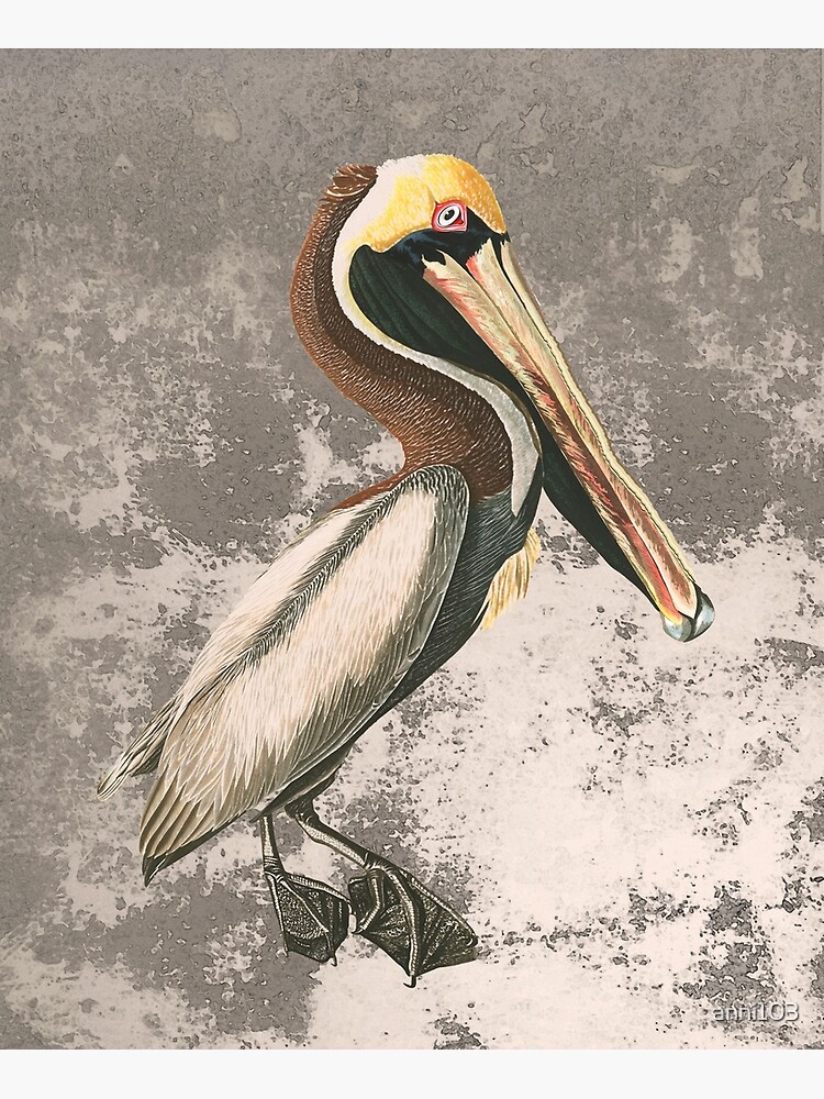 If anyone can , Pelican by anni103