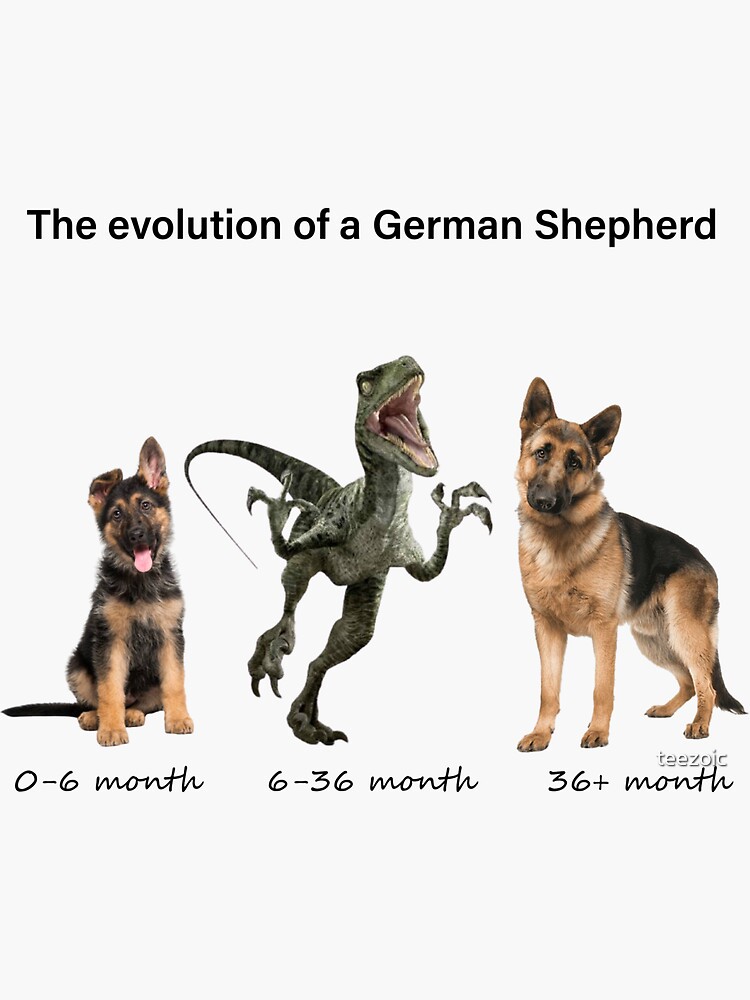 "The Evolution Of A German Shepherd" Sticker For Sale By Teezoic ...