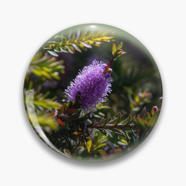 Item preview, Callistemon on the Heysen Trail designed and sold by indiafrankk.