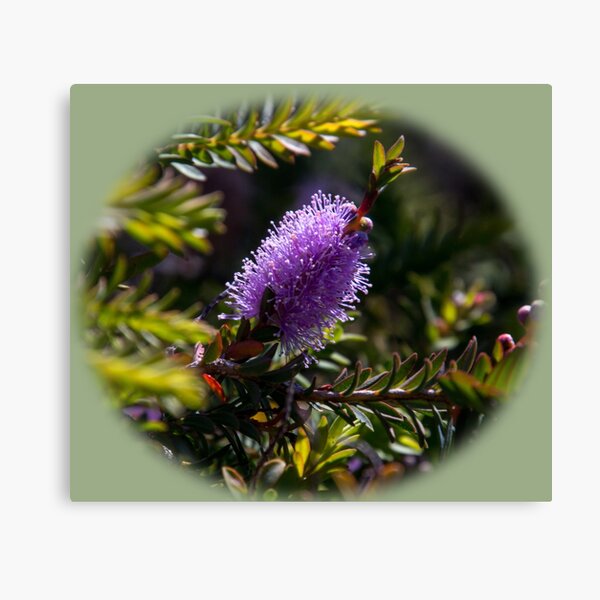 Item preview, Callistemon on the Heysen Trail designed and sold by indiafrankk.