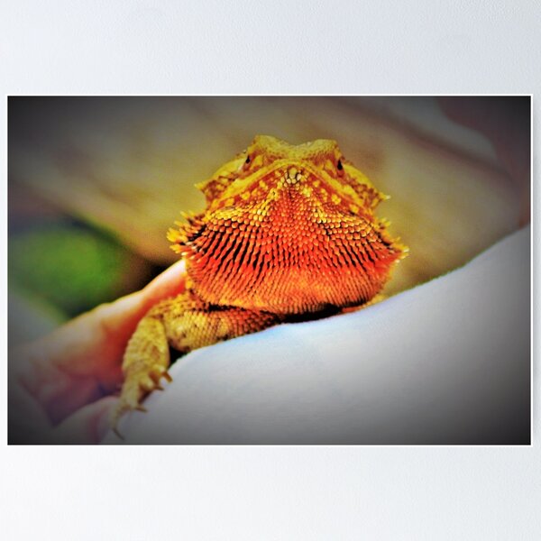Item preview, Bearded dragon designed and sold by B. Randi Bailey.