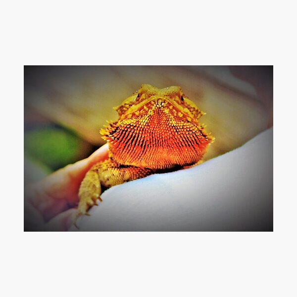 Item preview, Bearded dragon designed and sold by B. Randi Bailey.
