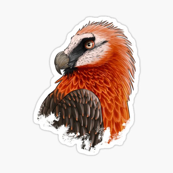 Bearded Vulture Gypaetus Barbatus in Side View Stock Vector  Illustration  of woodcut vulture 143384362