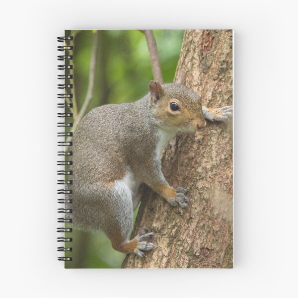 Item preview, Squirrel on the hypotenuse  designed and sold by JohnYoung.