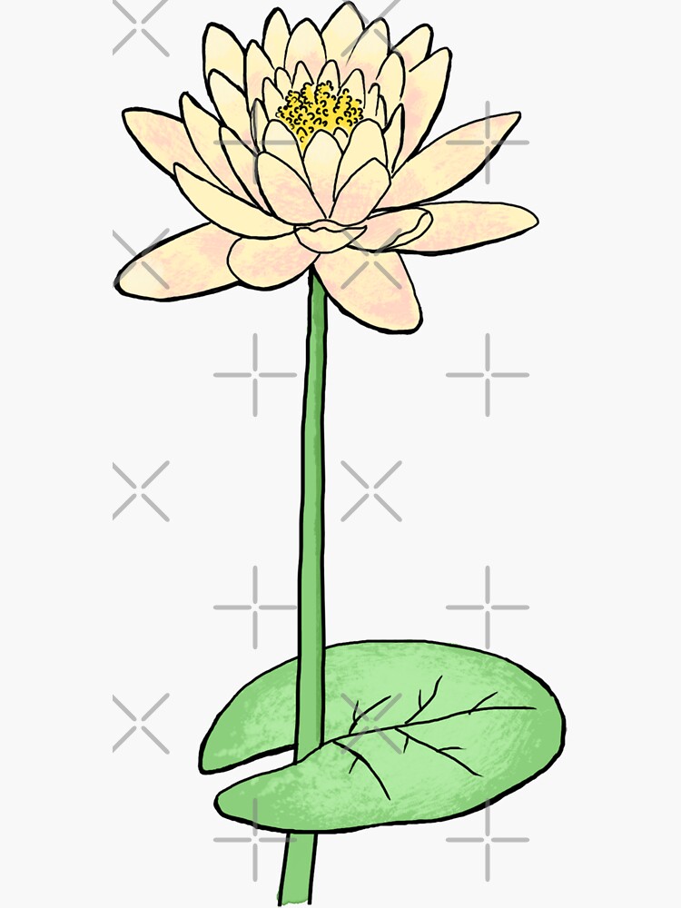 "Yellow Lotus Flower July Birth Month Flower Water Lily