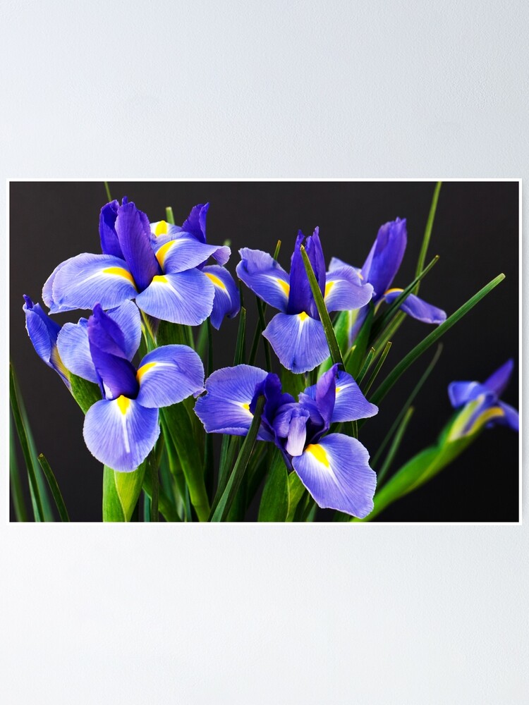 Blue iris Poster
