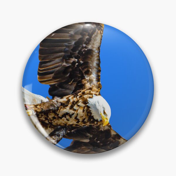 Item preview, Falconers Bald Eagle about to land designed and sold by Dalyndigital Photography.