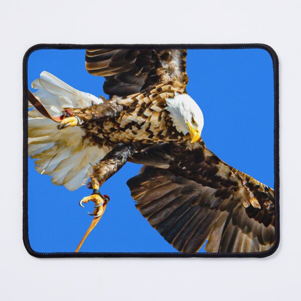 Item preview, Falconers Bald Eagle about to land designed and sold by Dalyndigital Photography.