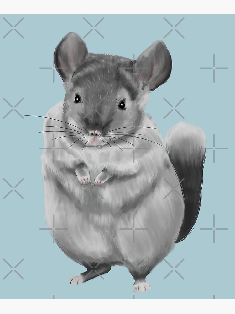 Light store grey chinchilla