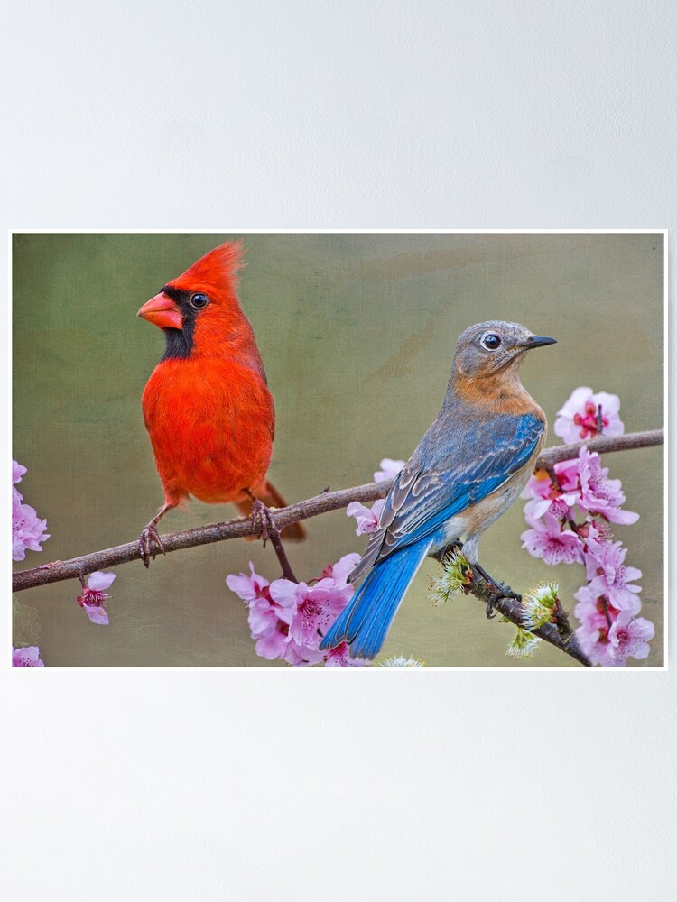 Póster «Pájaro rojo, pájaro azul» de Miracles | Redbubble