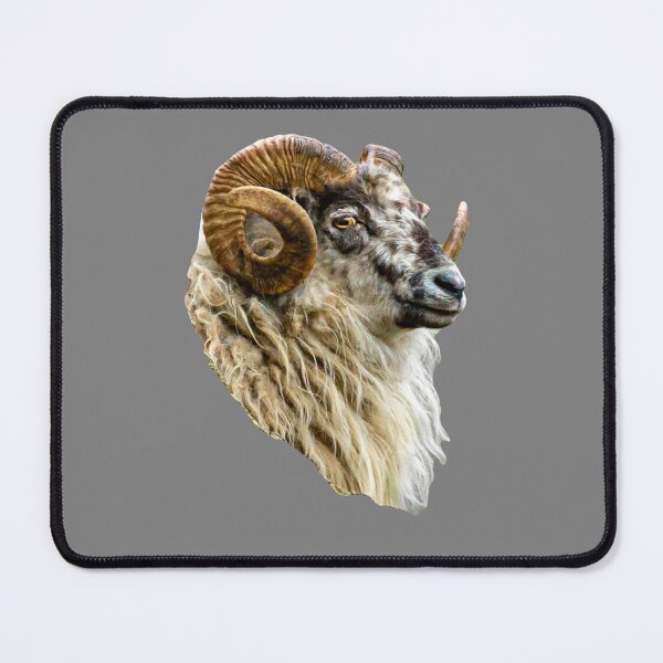 Item preview, Boreray Ram designed and sold by Dalyndigital Photography.