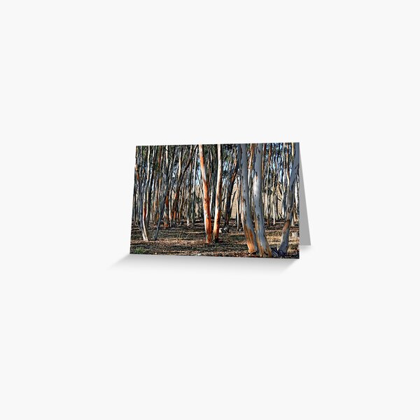 Sugar Gums - Kanmantoo Greeting Card