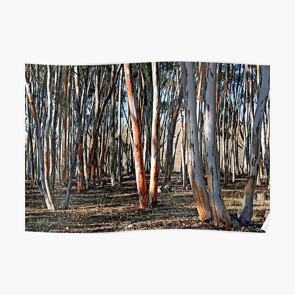 Sugar Gums - Kanmantoo Poster