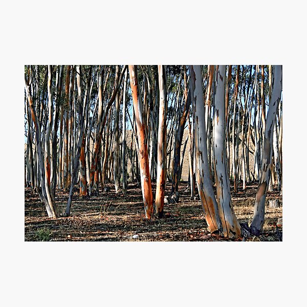Sugar Gums - Kanmantoo Photographic Print