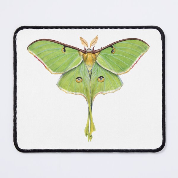 Item preview, Luna Moth (Actias luna) II designed and sold by JadaFitch.