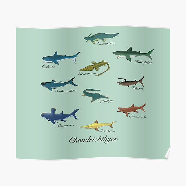 "Ancient jaws , Prehistoric sharks" Poster for Sale by PaleoCurrents