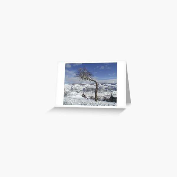 Bent By The Wind Greeting Card