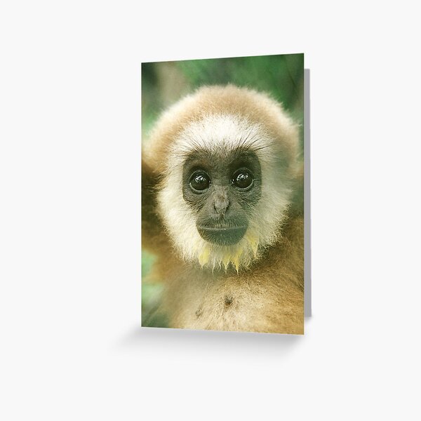 Baby White-handed Gibbon Greeting Card