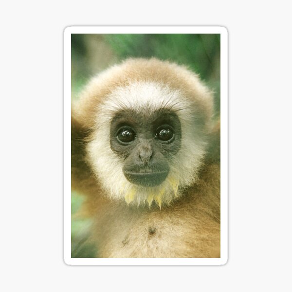 Baby White-handed Gibbon Sticker