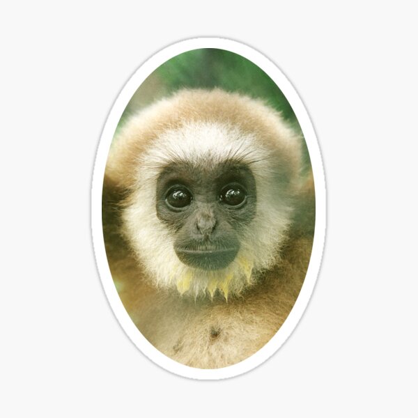 Baby White-handed Gibbon portrait Sticker